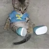 exoticlikescats