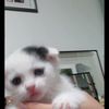 pupp4587