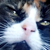 myrtle_the__cat