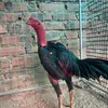 user80qlmlt4fh