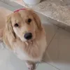 sophiabadillagolden