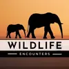 Wildlife Encounters