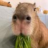 capybara_0133