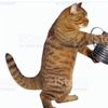 breykkatt