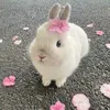 giveme_roses11