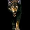 black_wolf_020_