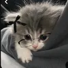 ane4kq