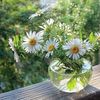 ferdous.akhter1