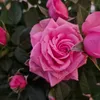 nikky36616