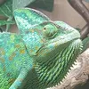 funnyanimals1973