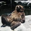 grizzlyalaskan