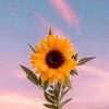 soriano_celeste