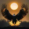 zarrar_598