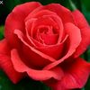 ochin.pakhi0222