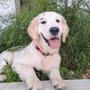 jayjaythegoldenpup