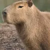 capybara3190