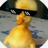 __the_duck_cult__