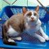 loveonlycat.123