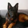 danieldziurman865