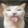 lingan_guli_guli_guli