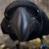 tiponlyone