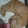 nonasariindah