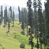 quaidali832