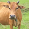 muabantitot