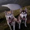 koda_red
