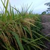 ridho.ilahi001