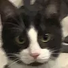 spookychat68