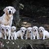 Dogmom
