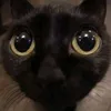 princesa.avangarda