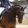 jocelyn_dressage