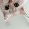 Fig the Cat