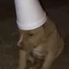 mauspvv