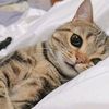 _hahan7