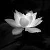 yennhi130601