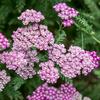 yarrow121