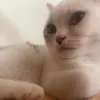 quan19_0