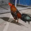 ongkenek7