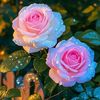 .i.lova.you.jan