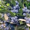 blue12berry