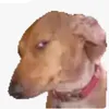 penllyr