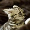 sannu_98