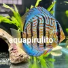 aquapirulito