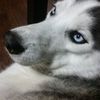 dr_huskysie