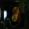 kelsndnna
