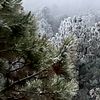 treebranches1238