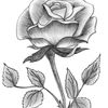 sintanajm18